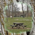 arbre-banc_200.jpg