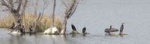 cormorans2_200.jpg