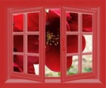 essai masc fenetre fleurs rouges_200.jpg