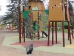 essai pigeon jeux_200.jpg