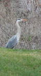 heron_200.jpg
