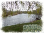 jonquilles(1)_200.jpg