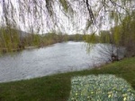 jonquilles_200.jpg