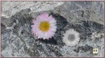 marguerite.pfi111111_200.jpg