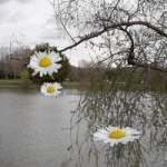 marguerite_200.jpg