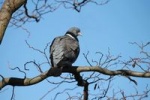 pigeon-annette_200.jpg