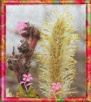 printemps06_200.jpg