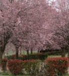prunus_200.jpg
