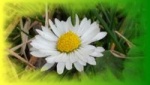 paquerettes-annette_200.jpg