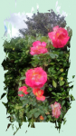 IMG-20200425-WA0002[1] n°5_200.png