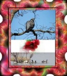 Essai pigeon et cadre_200.jpg