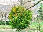 IMG_7140(1)_200.jpg