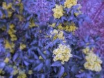 IMG_7165_200.jpg