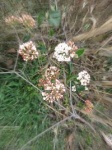 IMG_7182_200.jpg