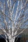 IMG_9847_200.jpg