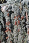 IMG_9850_200.jpg