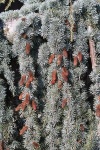IMG_9851_200.jpg