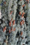 IMG_9852_200.jpg