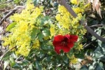 IMG_9855(1)_200.jpg